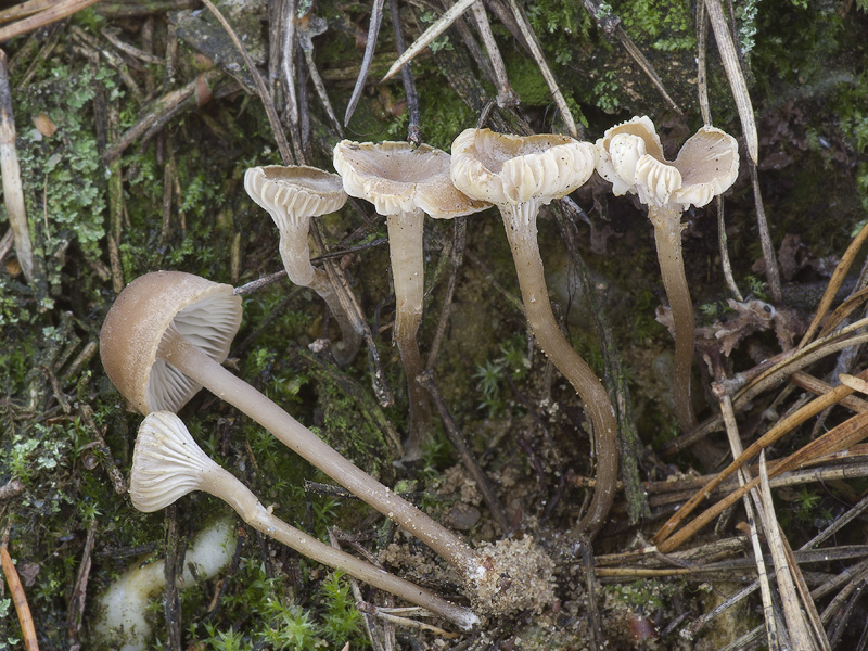 Pseudoopmhalina pachyphylla